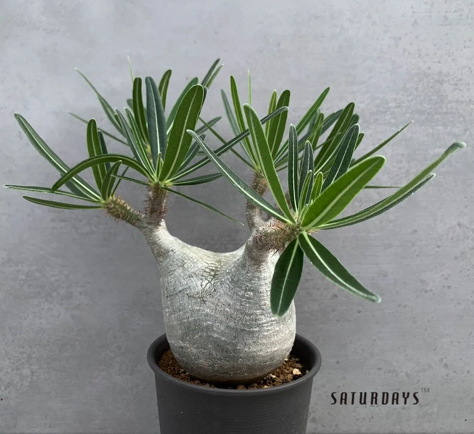 【新品未開封】VCD Pachypodium Gracilius MEDICOM TOY BOTANIZE VCD Pachypodium Gracilius var. AUTUMN LEAVES